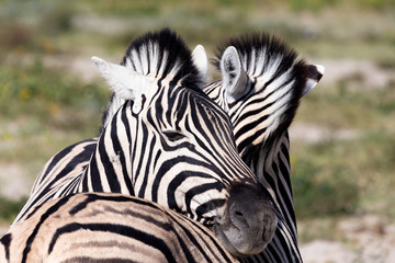 Naklejka premium zebra calf in Etosha Namibia wildlife safari