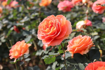 アメリカ生まれのアンズ色の薔薇、ブラスバンド