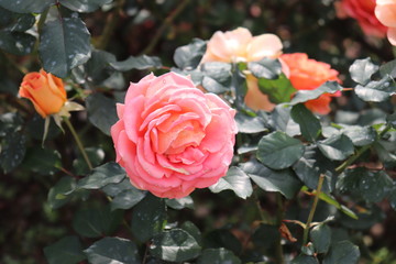 アメリカ生まれのアンズ色の薔薇、ブラスバンド