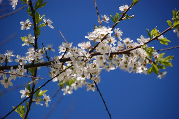 Thin branches of cherry tree with delicate white flowers against the background of crystal clear blue sky. Spring flowering of Sakura
