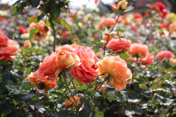 アメリカ生まれのアンズ色の薔薇、ブラスバンド