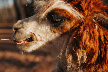 close up side portrait of cute friendly alpaca.