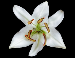 Fototapeta na wymiar Bud white lily with green stamens. Fragrant, refined flower with white petals and petals on a black background. Macro shooting.