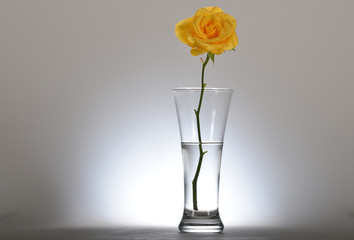 Beautiful tea rose in a glass with water on a light background. Flower with yellow petals in large drops of rain