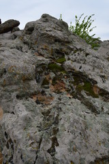 rock and moss