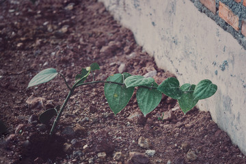 Pepper tree in the garden.