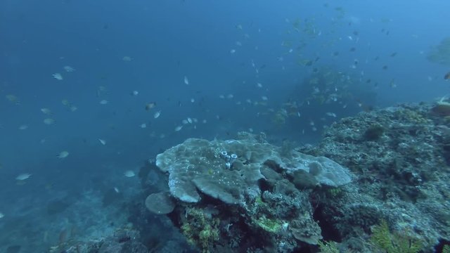 School of different types of fish swim over coral reef in the blue water - Bali, Oceania, Indonesia