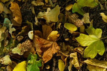Autumn paths and colors in the forest