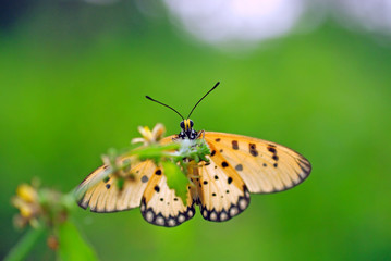 Acraea terpsicore or tawny coster butterfly sitting on wild grass