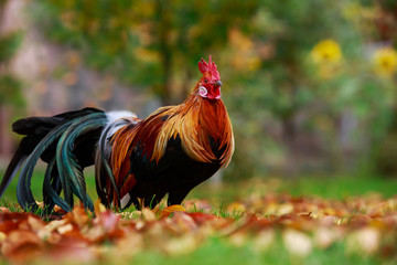 Big colorful rooster