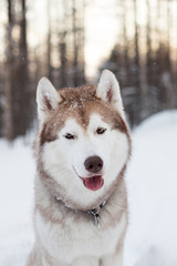 Close-up portrait of dog breed siberian Husky sitting on the snow in winter forest at sunset. Husky looks like a wolf