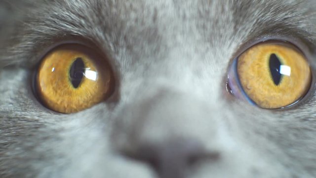 Muzzle gray kitten with yellow eyes. Big eyes. Close-up.British cat. 1920X1080 Full Hd.