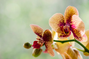 Obraz na płótnie Canvas Phalaenopsis orchid. Beautiful flowers macro. Selective focus