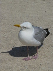 Curious french seagull