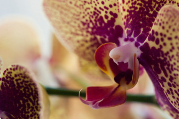 Phalaenopsis orchid. Beautiful flowers macro. Selective focus