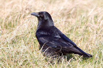 Obraz premium Carrion Crow, (Corvus corone), Marazion, Cornwall, UK.