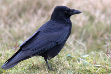 Obraz premium Carrion Crow, (Corvus corone), Marazion, Cornwall, UK.