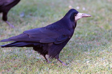 Fototapeta premium Rook, (Corvus frugilegus), Heligan ,Cornwall, UK.