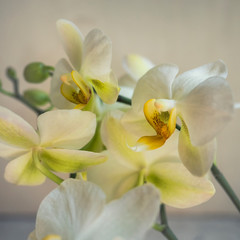 Fototapeta na wymiar Phalaenopsis orchid. Beautiful flowers macro.