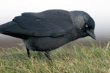 Jackdaw, (Corvus monedula), Lands End, Cornwall, UK.