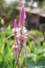 pink celosia argentea flower in nature garden
