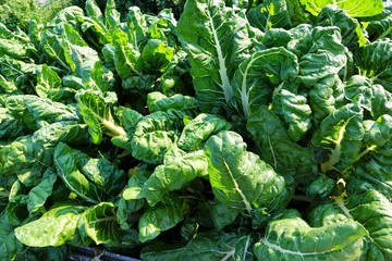 Salat und Kohl Anbau in Zollikon Dorf am Epilepsie Zentrum am Treibhaus in der schweiz am Züricher See