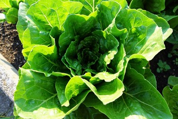 Salat und Kohl Anbau in Zollikon Dorf am Epilepsie Zentrum am Treibhaus in der schweiz am Züricher See