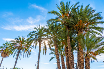 Obraz na płótnie Canvas View to big palm trees on the promenade in Nice, France, against a bright blue sky.