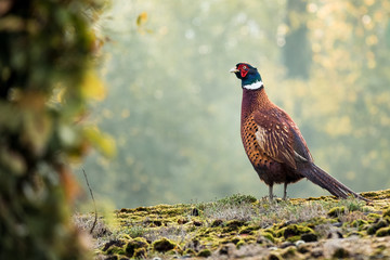 Pheasant