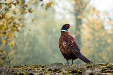 Pheasant © Fabrique Imagique