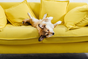 adorable pembroke welsh corgi dog lying on yellow sofa