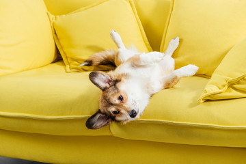 funny pembroke welsh corgi dog lying on yellow sofa