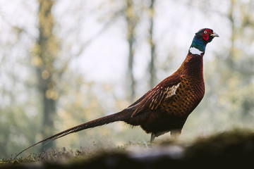 Pheasant