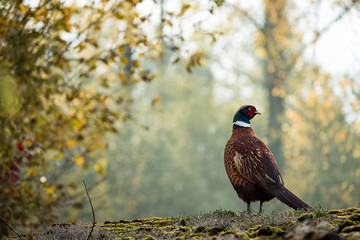 Pheasant