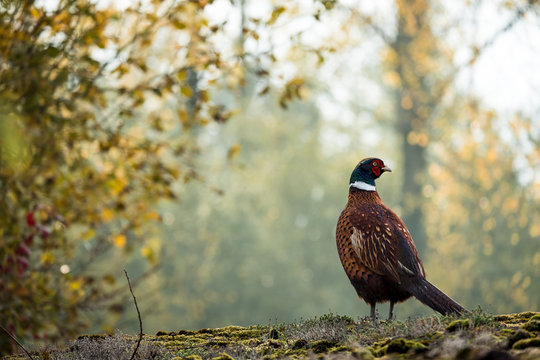 Pheasant