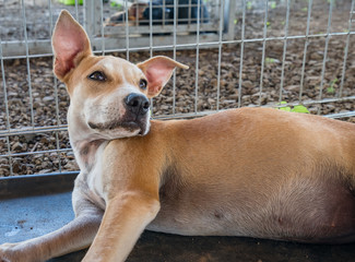 Rescue dogs at an animal Sanctuary on the caribbean island of Curacao