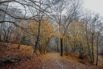 Fototapeta premium Autumn Landscape in the forest