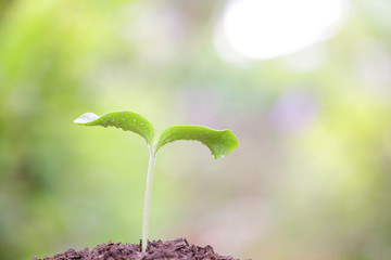 Young green plant growing