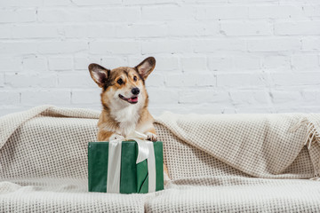 cute pembroke welsh corgi dog on sofa with green gift