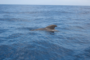 Short-finned pilot whale (Globicephala macrorhynchus) resting and recuperating on surface of water, coast of Lanzarote, Spain