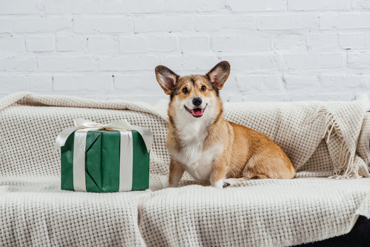 cute pembroke welsh corgi dog on sofa with green gift looking at camera