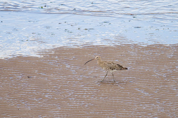 Eurasian curlew (Numenius arquata)  foraging on beach