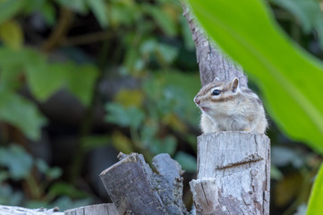 枝の上に乗るシマリス