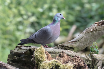 Hohltaube auf Futtersuche