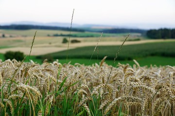 Wiese in Süddeutschland mit Vulkanen und Blick auf die Schweiz
