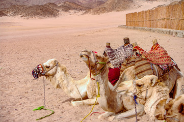 View of resting backpacked camels in Egyptian Sahara desert at sunset, closeup