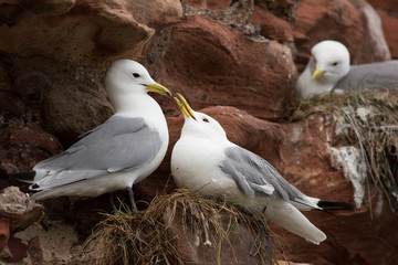 black-legged Kittiwake (Rissa tridactyla)  pair on nest courting, Dunbar Harbour, United Kingdom