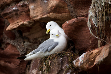 black-legged Kittiwake (Rissa tridactyla)  pair bonding on nest, Dunbar Harbour, United Kingdom