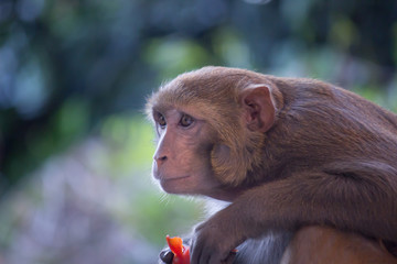 Monkey