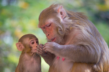 Monkey